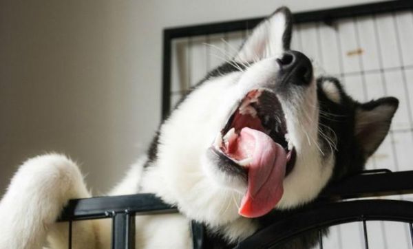 狗狗打完狂犬后呕吐该如何处理（宠物主人必知的处理方法和预防措施）