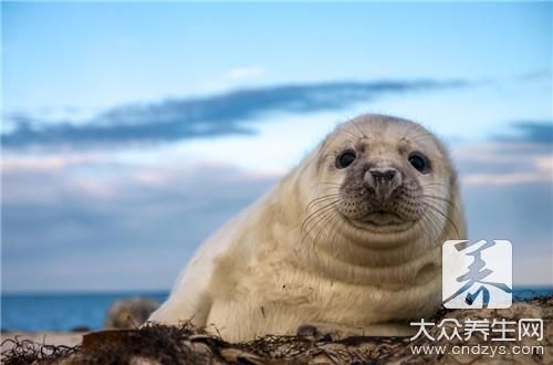  宠物螨虫症状