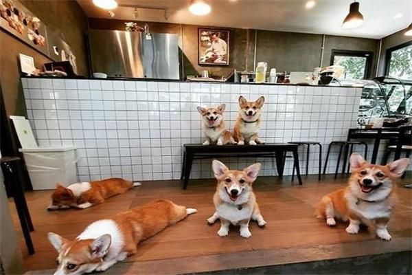 宠物咖啡店