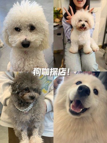 泉州狗咖探店！