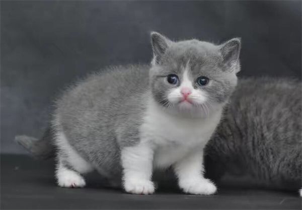 太原晋源区正规的猫舍地址？太原金渐层猫附近哪里有