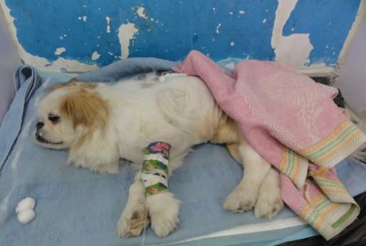 狗狗生病了别怕，输液时要注意这些哦