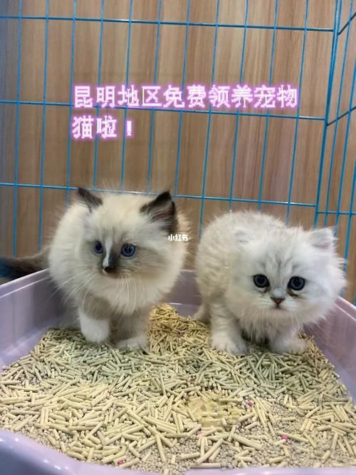昆明哪里可以免费领养宠物猫（昆明市宠物猫领养）