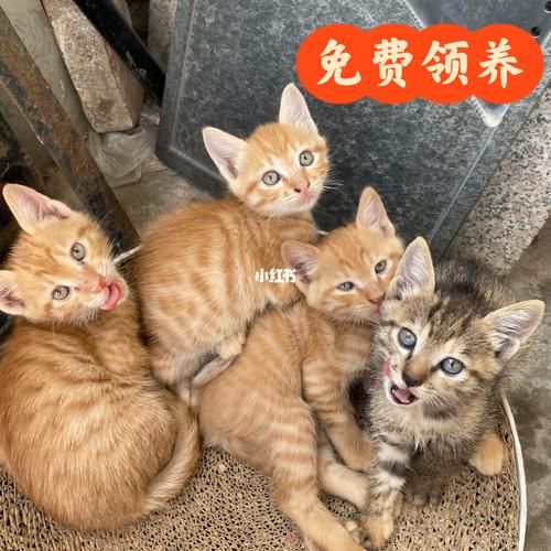 昆明哪里可以免费领养宠物猫（昆明市宠物猫领养）