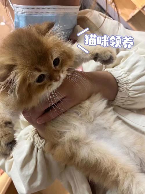 昆明哪里可以免费领养宠物猫（昆明市宠物猫领养）