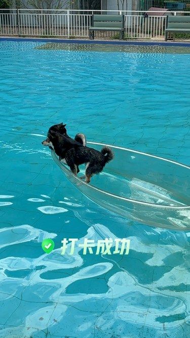 还没有带狗狗去乐园么
