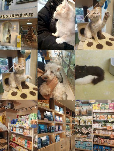店里猫咪超治愈