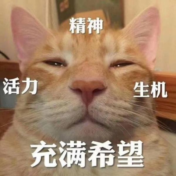 分享一组搞怪的头像，大概最有谐星天赋的宠物都在这了吧！！