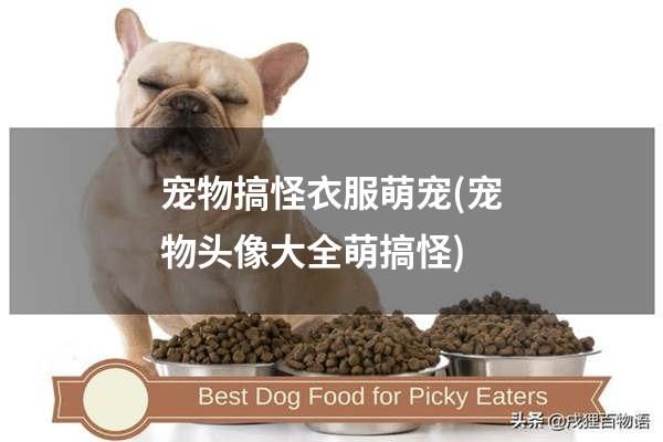 宠物搞怪衣服萌宠(宠物头像大全萌搞怪)