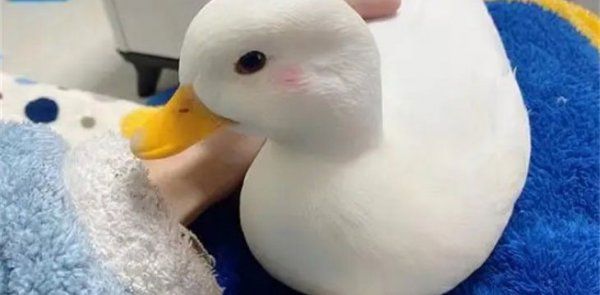 十大最好养的宠物