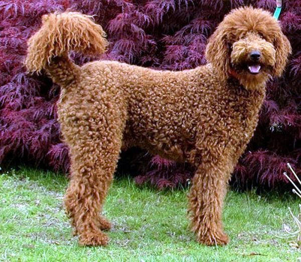 玩具贵宾犬