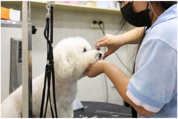 24H宠物猫诊所美容,宠物诊所连锁