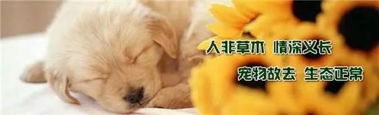 ▲某宠物殡葬服务公司打出的标语。