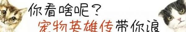 流浪猫咪霸占摩托车，被收养后开心喵叫这些全是我的！