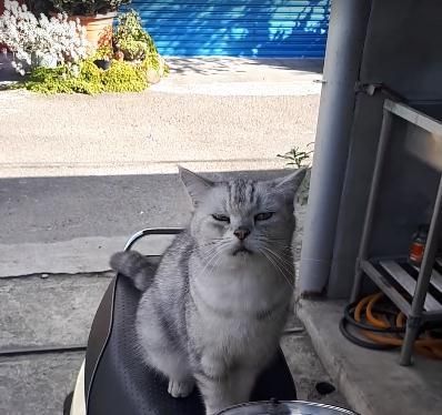 流浪猫咪霸占摩托车，被收养后开心喵叫这些全是我的！