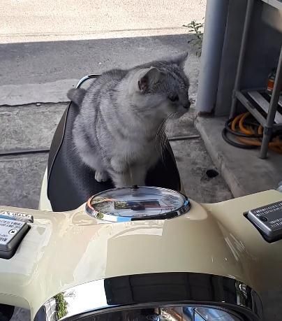流浪猫咪霸占摩托车，被收养后开心喵叫这些全是我的！