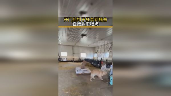 开门后狗子狂奔到猪舍直接躺下喂奶