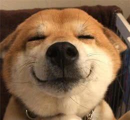 把握狗狗这8大微表情识别,你就能够准确看破它的心!