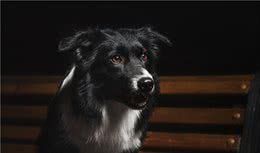 狗狗的夜行衣,你会给你的狗子穿上夜行衣吗?