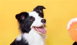 今生,我最后悔的就是养了一只边境牧羊犬!