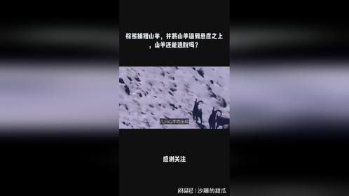 棕熊捕猎山羊，并将山羊逼到悬崖之上，山羊还能逃脱吗？