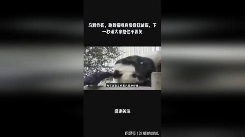 乌鸦作死，跑到猫咪身后疯狂试探，下一秒请大家憋住不要笑
