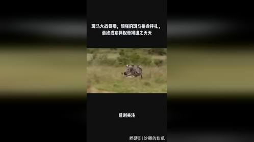 斑马大战母狮，顽强的斑马拼命挣扎，最终成功挣脱母狮逃之夭夭