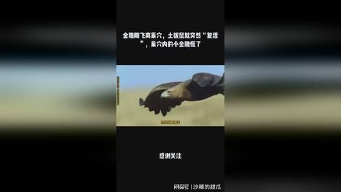 金雕刚飞离巢穴，土拨鼠就突然“复活”，巢穴内的小金雕慌了