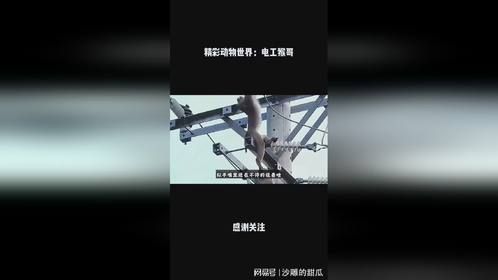 精彩动物世界：电工猴哥