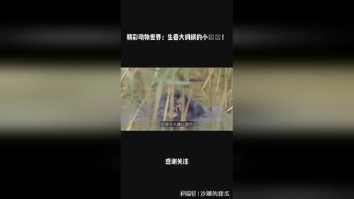 精彩动物世界：生吞大蚂蟥的小鸊鷉！