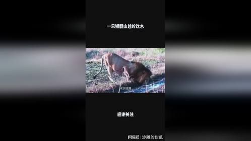 一只狮翻山越岭饮水