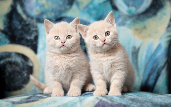 创意猫咪搞笑安卓高清壁纸动物壁纸,创意猫咪搞笑安卓高清壁纸图片,创意猫咪搞笑安卓高清壁纸剧照