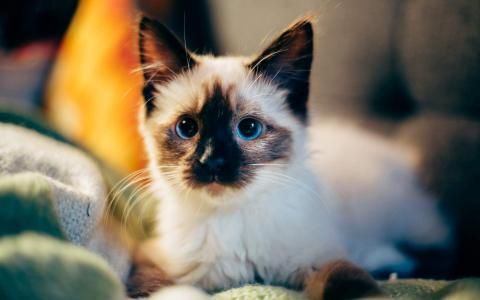 创意猫咪搞笑安卓高清壁纸动物壁纸,创意猫咪搞笑安卓高清壁纸图片,创意猫咪搞笑安卓高清壁纸剧照