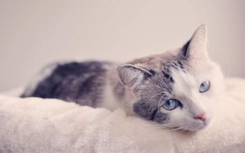创意猫咪搞笑安卓高清壁纸动物壁纸,创意猫咪搞笑安卓高清壁纸图片,创意猫咪搞笑安卓高清壁纸剧照