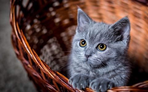 创意猫咪搞笑安卓高清壁纸动物壁纸,创意猫咪搞笑安卓高清壁纸图片,创意猫咪搞笑安卓高清壁纸剧照