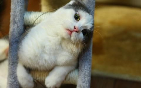 创意猫咪搞笑安卓高清壁纸动物壁纸,创意猫咪搞笑安卓高清壁纸图片,创意猫咪搞笑安卓高清壁纸剧照