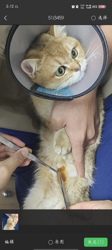猫咪绝育完来拆线