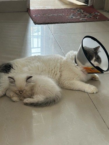 小猫来打疫苗啦