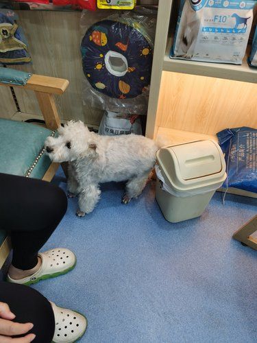 狗狗来剪指甲啦