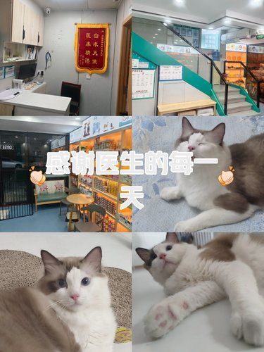 猫咪来检查耳朵