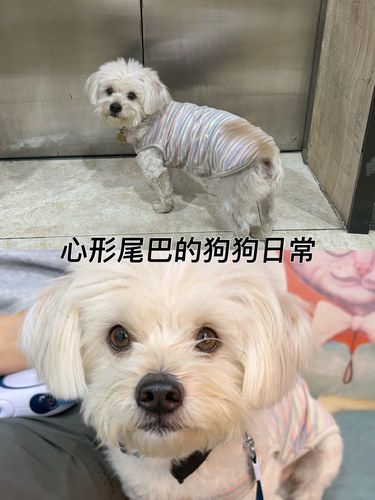 狗狗不舒服的日子