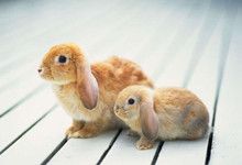 贵宾犬可以吃红薯吗？答案是肯定的