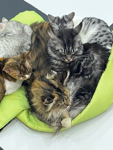 猫咪安慰拥抱