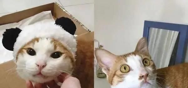 猫哥太粘人了，他冲过去，把橙色的猫哥哥倒了下去