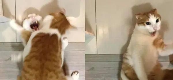 猫哥太粘人了，他冲过去，把橙色的猫哥哥倒了下去