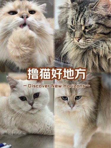 深圳｜超多品种猫一站式撸齐