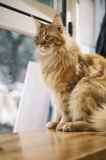 猫咖的打工猫都这么有个性的吗？