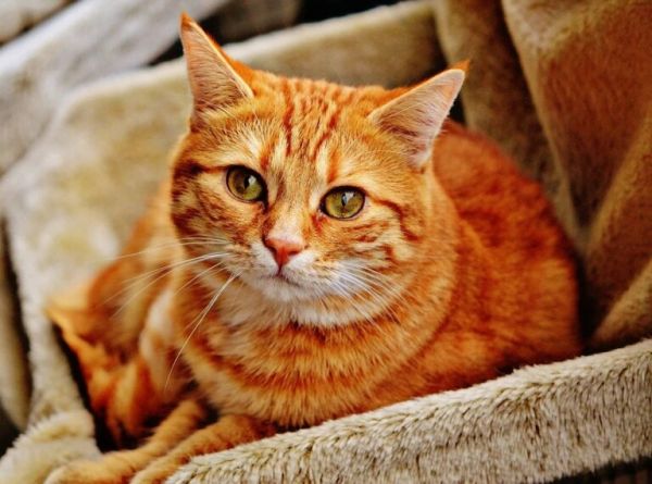 猫咪多大会第一次发情?含猫咪最佳交配年龄