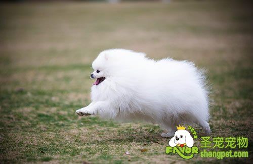 母犬发情期间的照顾方法