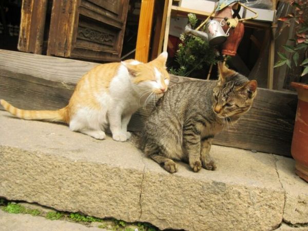 关于“猫咪发情期”的这些事，你需要知道 